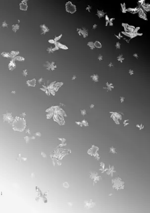 Kiss no Aji to Samenai Netsu to